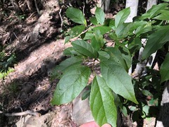 Mallotus claoxyloides