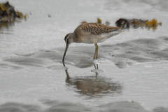 Limnodromus griseus griseus