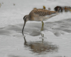 Limnodromus griseus griseus