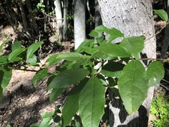 Mallotus claoxyloides
