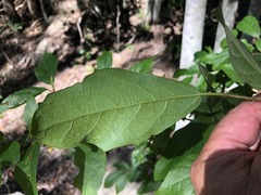 Mallotus claoxyloides