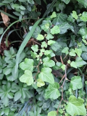 Hedera