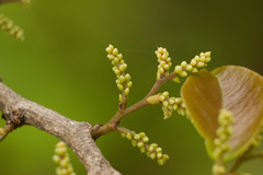 Antidesma platyphyllum