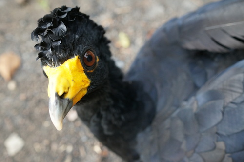 Black Curassow