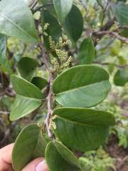 Antidesma platyphyllum