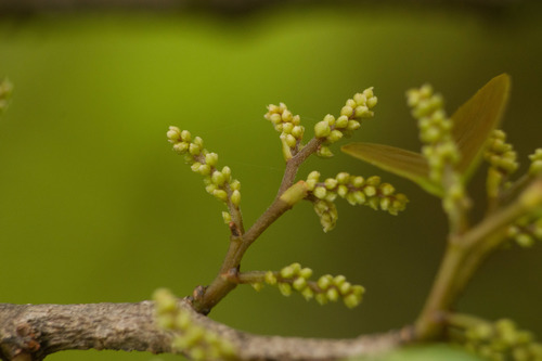 Antidesma platyphyllum