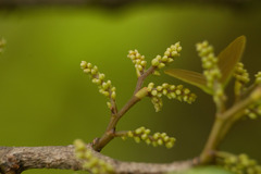 Antidesma platyphyllum