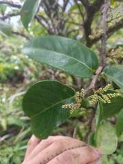 Antidesma platyphyllum