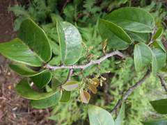 Antidesma platyphyllum