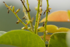 Antidesma platyphyllum