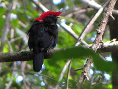 Antilophia galeata