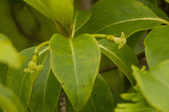 Bobea elatior