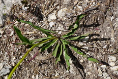 Hieracium bupleuroides