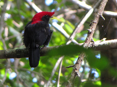 Antilophia galeata