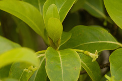 Bobea elatior