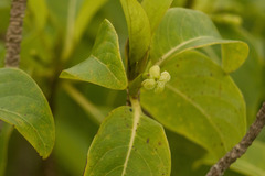 Bobea elatior