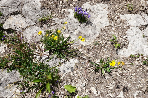 Image of Hieracium bupleuroides by (c) Patrick Hacker, some rights reserved (CC BY)