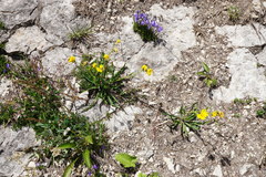 Hieracium bupleuroides