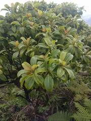 Bobea elatior