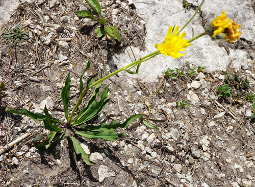 Hare-ear hwakweed (Hieracium bupleuroides)