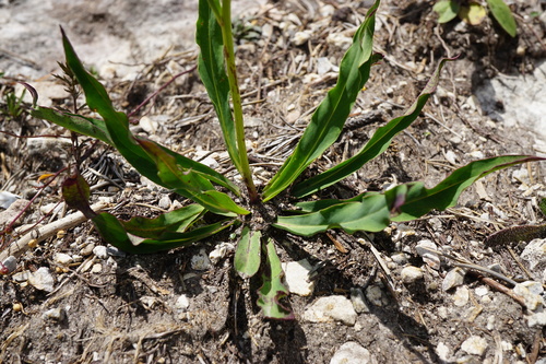 Image of Hieracium bupleuroides by (c) Patrick Hacker, some rights reserved (CC BY)