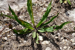 Hieracium bupleuroides
