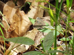 Hermeuptychia intricata