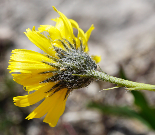 Image of Hieracium bupleuroides by (c) Patrick Hacker, some rights reserved (CC BY)