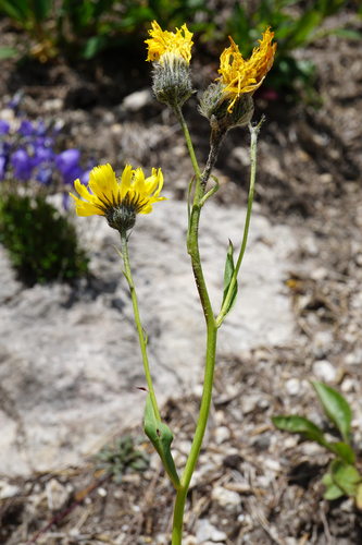 Image of Hieracium bupleuroides by (c) Patrick Hacker, some rights reserved (CC BY)
