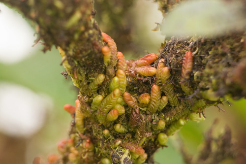 Cuspidatula labrifolia