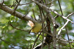 Erythrocercus livingstonei
