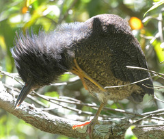 Zebrilus undulatus