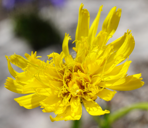 Image of Hieracium bupleuroides by (c) Patrick Hacker, some rights reserved (CC BY)