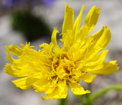 Hieracium bupleuroides