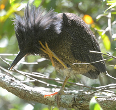Zebrilus undulatus