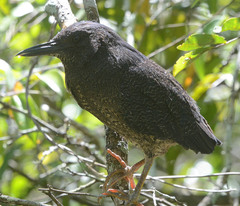 Zebrilus undulatus
