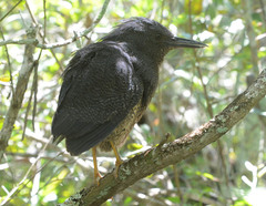 Zebrilus undulatus