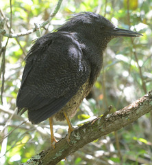 Zebrilus undulatus