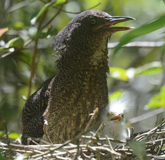 Zebrilus undulatus