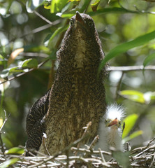 Zebrilus undulatus