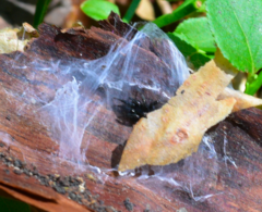 Segestria florentina