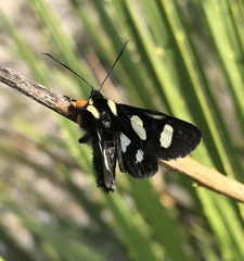 Androloma disparata