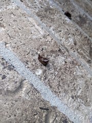 Callistethus marginatus