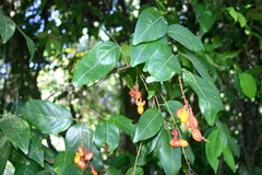 Mischocarpus exangulatus