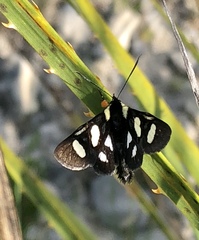 Androloma disparata