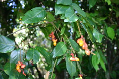 Mischocarpus exangulatus