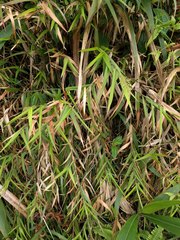 Isachne distichophylla