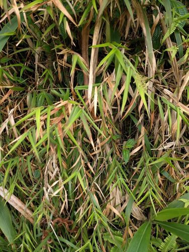 Isachne distichophylla