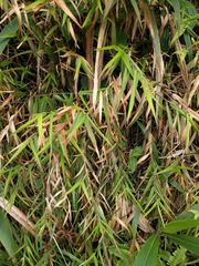 Isachne distichophylla