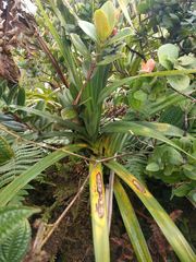 Syzygium sandwicense